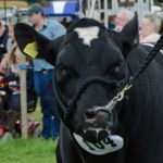 One of the cows taking part in the British Beef Championship, representing the British Blues category
